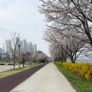 금강3단지(26410) | 세종 피크닉장 벚꽃 명소 금강수변공원 B구역 이용 후기(예약,이용요금,주차)