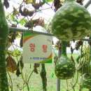 미르피아 이미지