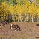 인화목장 이미지