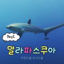 리프앤피쉬 | [말라파스쿠아 Day1] 키모드숄, 모나드숄, 말라파스쿠아 피자 맛집 Angelina, Buonissimo 젤라또