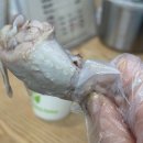 닭칼친구 이미지