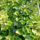 어부네농장 이미지