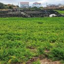 힐링드림게스트하우스 | [제주] 연차 하루 쓰고 제주여행 가기 (솔로 짠내투어)