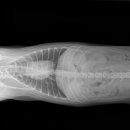 광교호수 동물병원 이미지