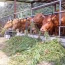 자연목장 이미지