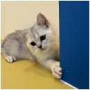 도그플랜 이미지