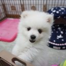 더개 이미지