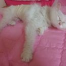 김성록동물병원 이미지