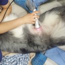 백현 동물병원 이미지