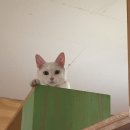 캣독카페 이미지