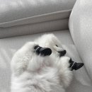 도그아이 | [쿠팡] 도그아이 강아지 라텍스 신발 내돈내산 후기 (feat.다이소)