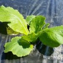 엄씨농장 이미지