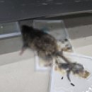 부흥로315번길 18 | 쥐끈끈이 효과 있을까? 직접 써본 후기와 추천 제품까지!