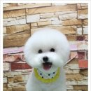 몽실몽실애견미용 네이버블로그