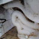 금빛크린 이미지