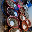 천지대게 이미지