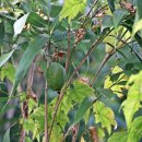 하늘타리 이미지