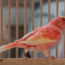 붉은 카나리아 피딩용 칸탁스틴 대신 사용가능한 아스타크산틴 이미지