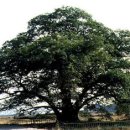 순천-35호 이미지