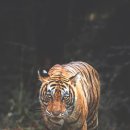 사당시장 이미지