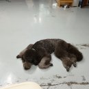 통영반려견 셀프목욕탕 이미지