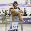 도그매니저 이미지