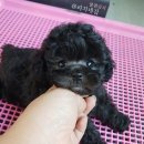실버리치 이미지