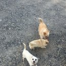 산내음 물소리 이미지