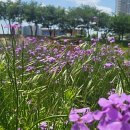 영천강변체육공원주차장 이미지