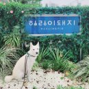 비래골길 | 대전 비래키키 사운드워킹 힐링하개 후기
