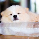 예동물병원 이미지