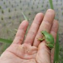 청개구리