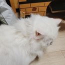 쿠삐멜