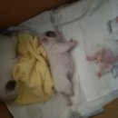 야옹이네 이미지