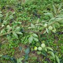 청구농장 이미지