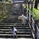 운곡회관 | 경주 단풍 명소 운곡서원 은행나무 단풍 상황, 운곡서원 가을음악회 소식