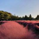 청산민박 | 절이있어? _ 재미가득 충남 태안여행🌸 (쭈꾸미 낚시,청산수목원 팜파스축제, 꽃지해수욕장,태안가볼만한...