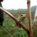 청개구리 이미지