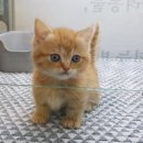 대구고양이분양 원펫 이미지