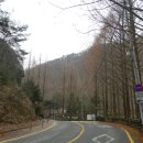 @ 피서의 성지를 찾아서 ~ 메타세콰이어 숲길을 간직한 아름다운 휴양림, 대전 장태산 자연휴양림 (형제산) 이미지