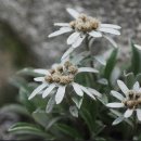 연아상점 이미지