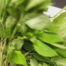 자연산약초 이미지