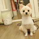 삐삐펫살롱 이미지