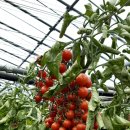 이상철농장 이미지