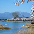 벚꽃길13 이미지