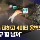 야생성 없는 늑구?‥"마취총 피하고 4미터 옹벽도 거뜬" (2026.04.14/뉴스데스크/MBC) 이미지