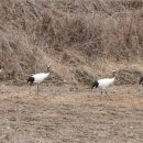 재인폭포와 두루미 이미지