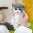 빗질해줄개 이미지