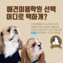 개인정애견샵 | ✨ 실전에 강한 남양주 애견미용학원 찾는다면? 유병환애견미용학원이 답입니다!