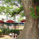 느티나무 할아버지 이미지